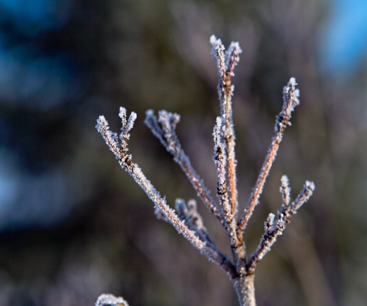 frost covered tree top