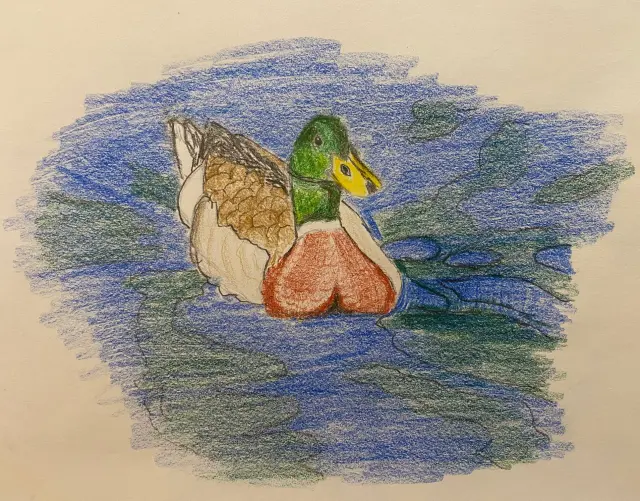 Mallard - colored pencil drawing