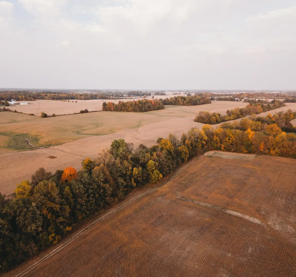trees between fields