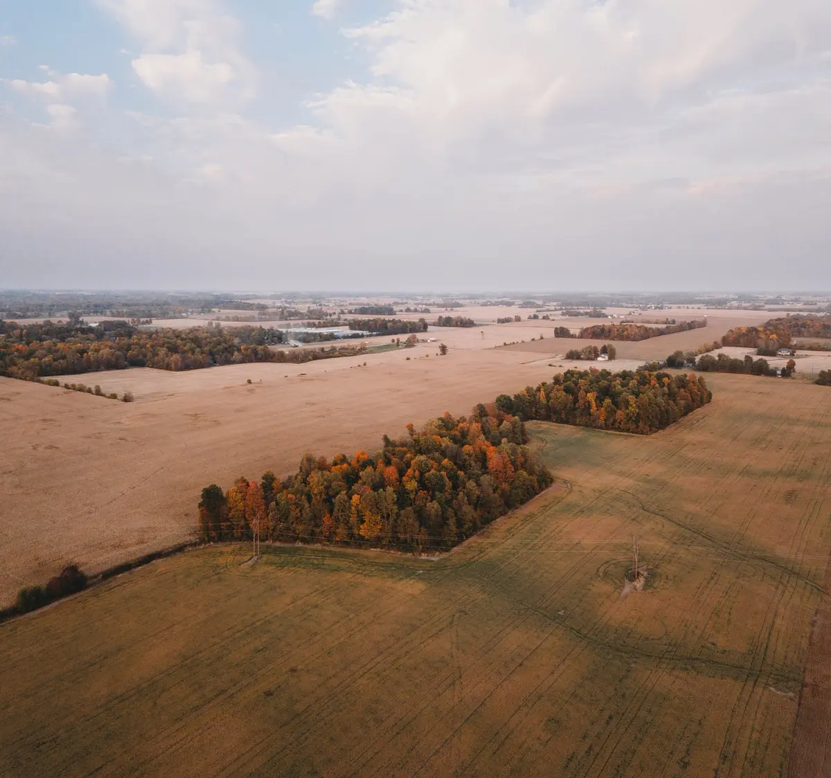 islands of trees in fields at harvest time