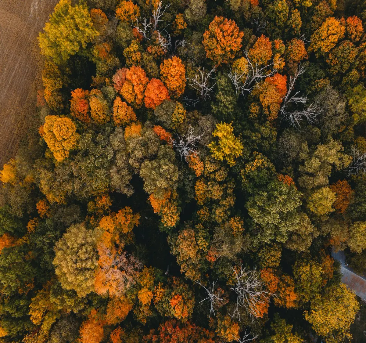 overhead view of trees with leaves changing colors in autumn