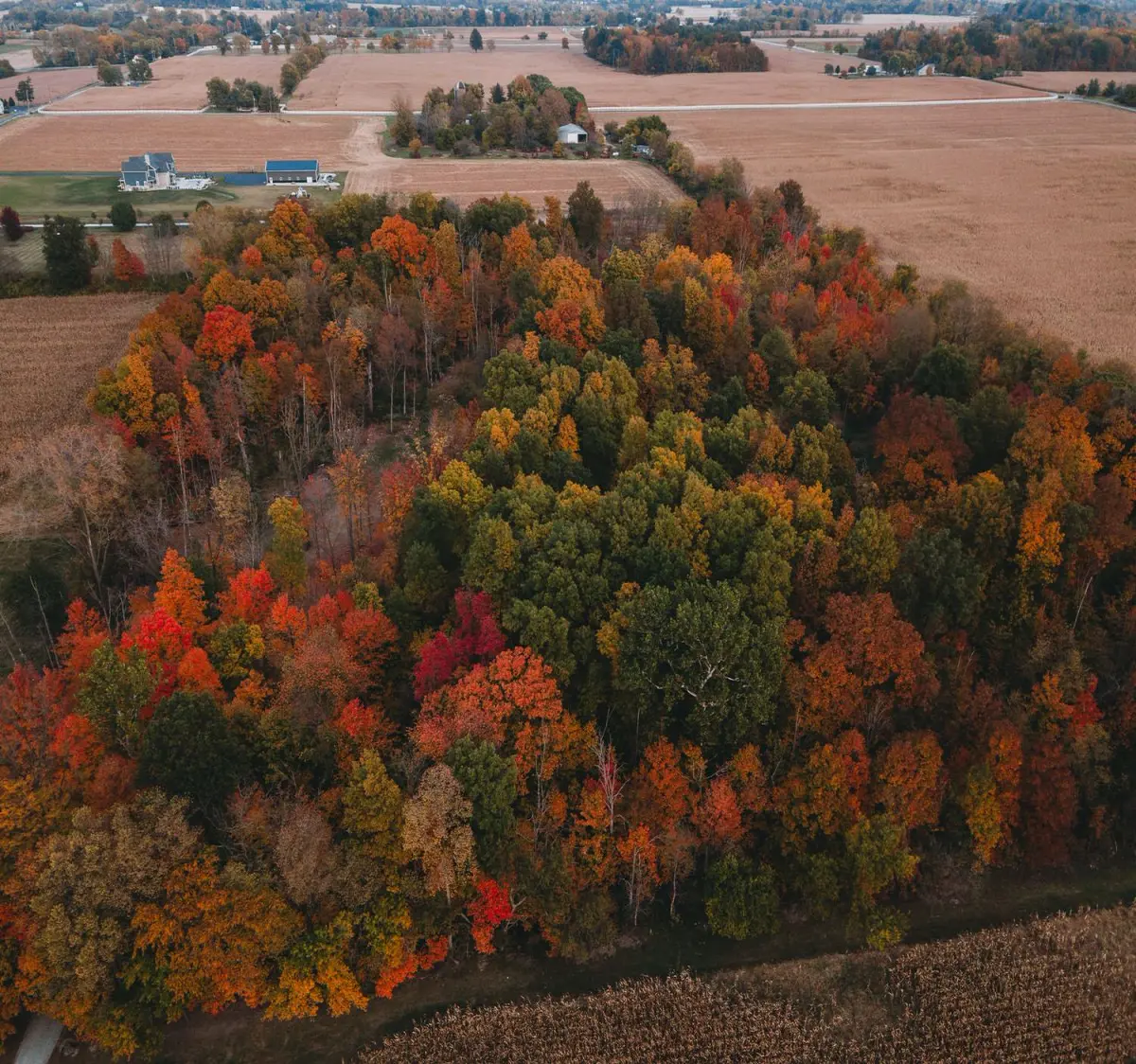 trees in autumn viewed from above