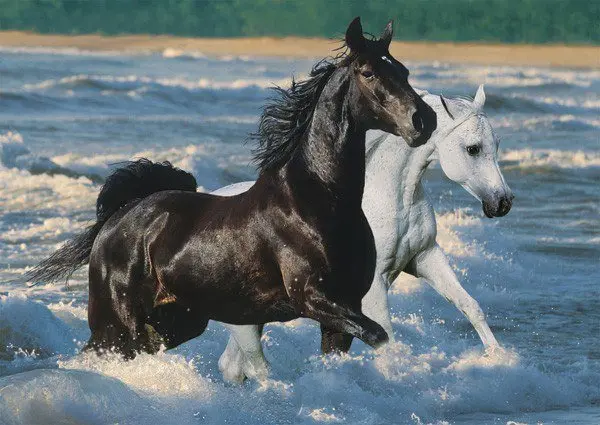Dark Horse