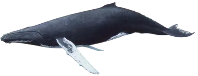 670d020922d049cc5ab4e7e3fe58efa7a43b88992336af2f48777965258f5964.png