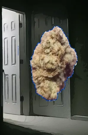 OG BUD FACE Insomnia