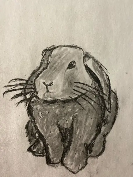 Bunny - charcoal drawing