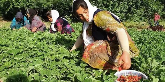 Oh, my heart! |Lareh Folk Song of Mazandaran Province!