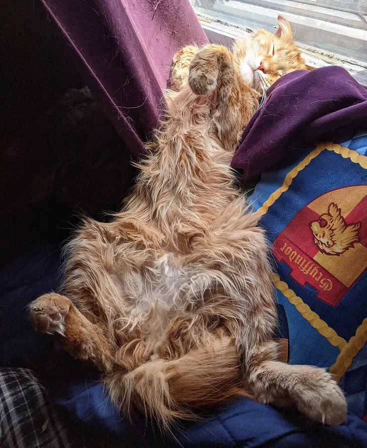 My cat Wash