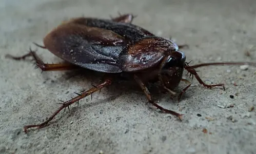 11e04821e7fc113bedd424b0e5820aa90a4c6c4534879966f9577728af5df517.jpg