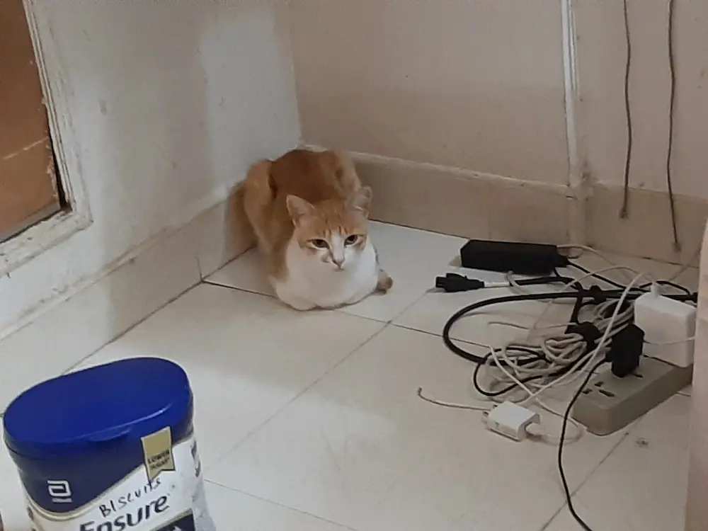 cat, pets, animal