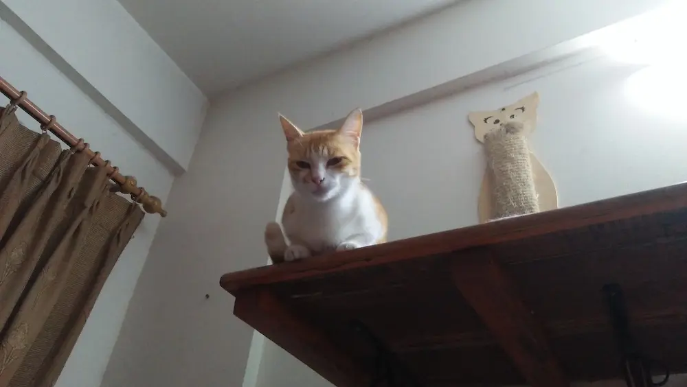 cat, pets, animal