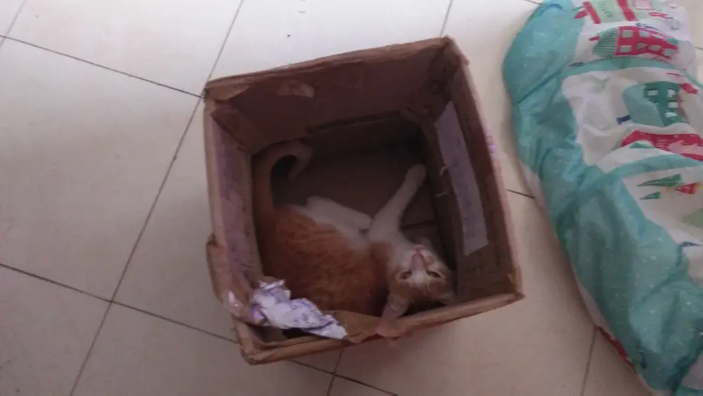 cat, pets, animal