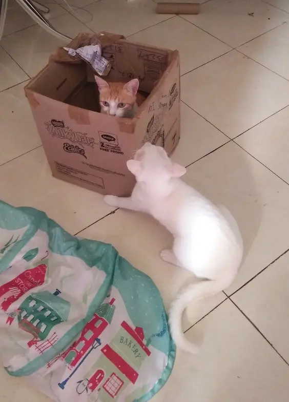 cat, pets, animal