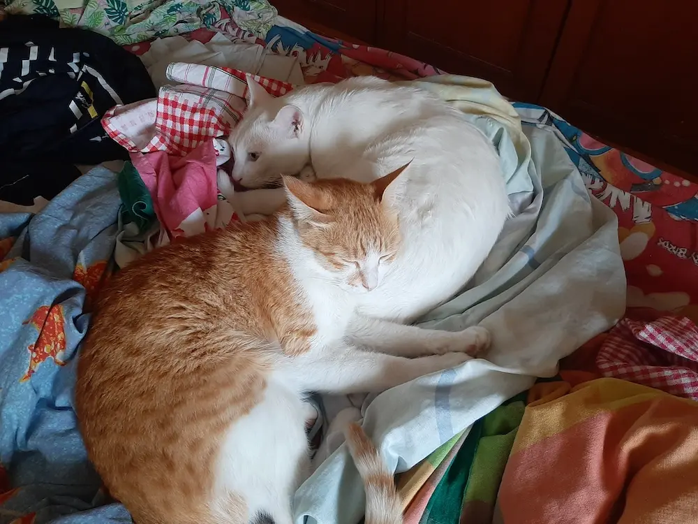 cat, pets, animal