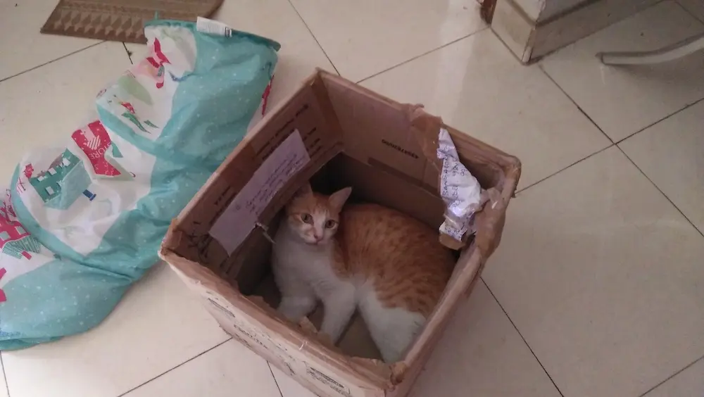 cat, pets, animal