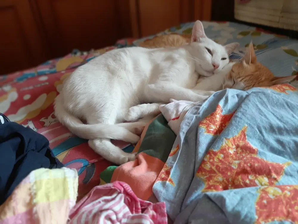 cat, pets, animal