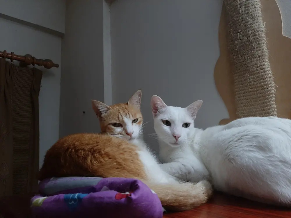 cat, pets, animal, photography