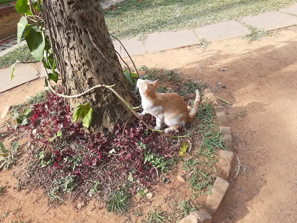 cat, pets, animal, photography