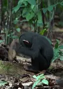 Neither an ape nor a rock