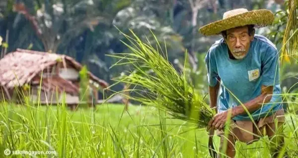 https://www.change.org/p/everyone-help-our-filipino-farmers