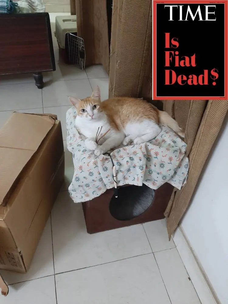 cat, pets, animal, photography, crypto, nft