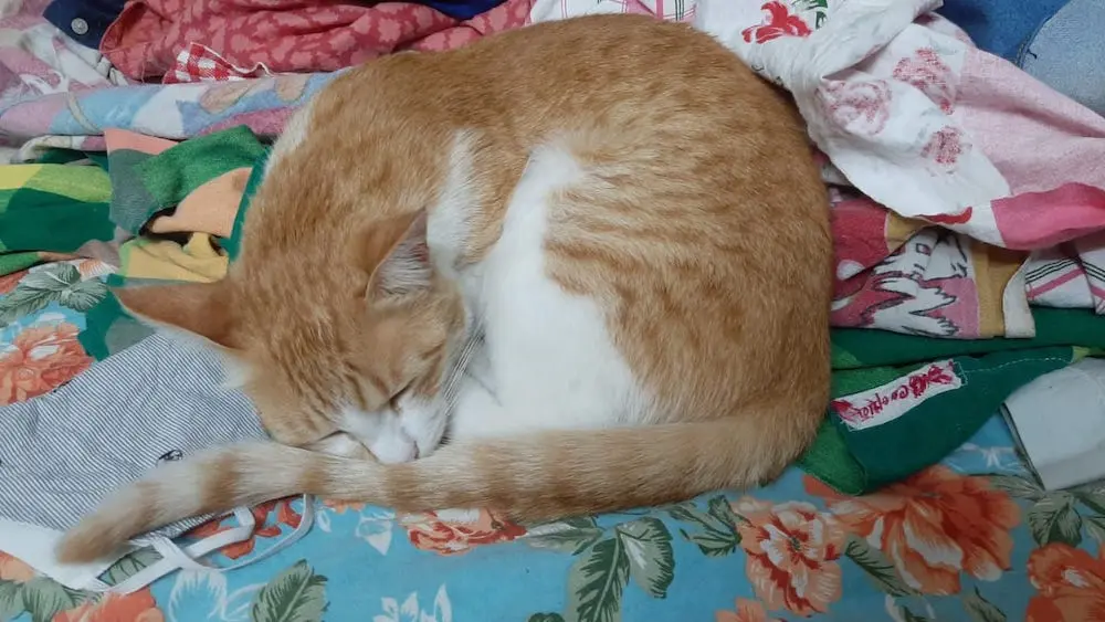 cat, pets, animal, photography, crypto, nft
