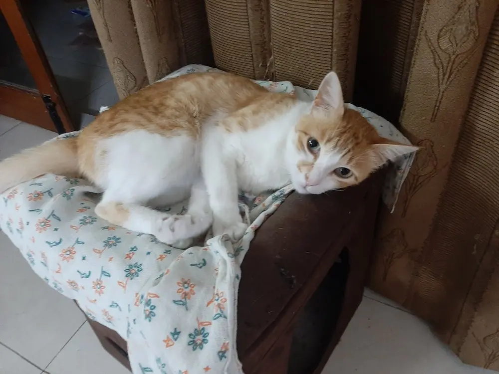 pet, cat, animal