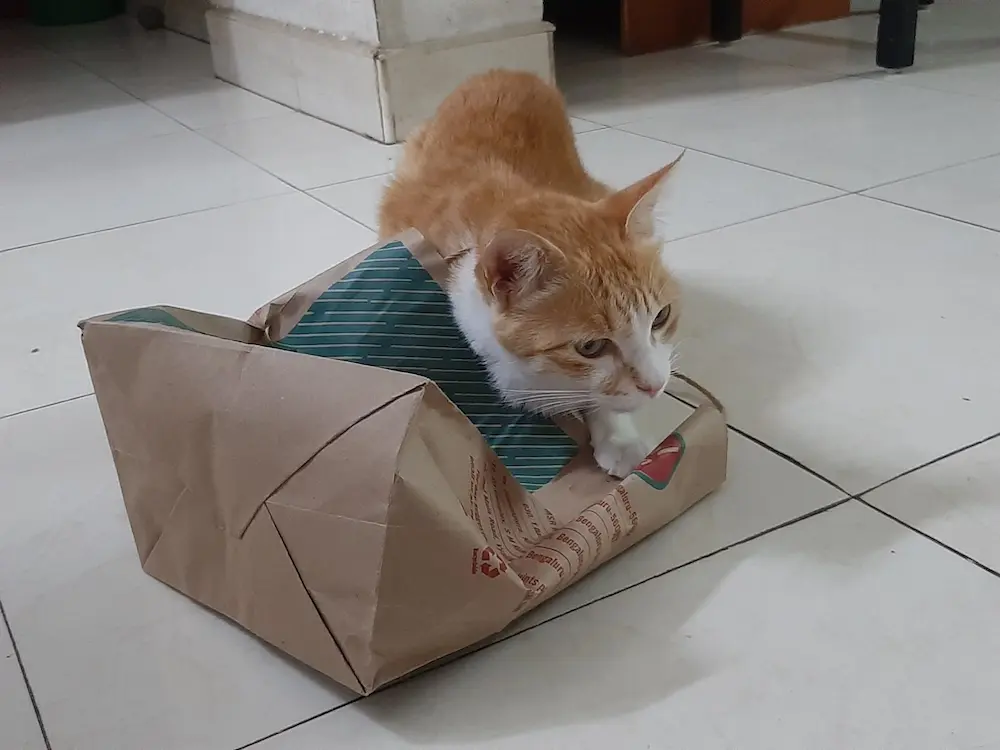cat, pets, animal, photography