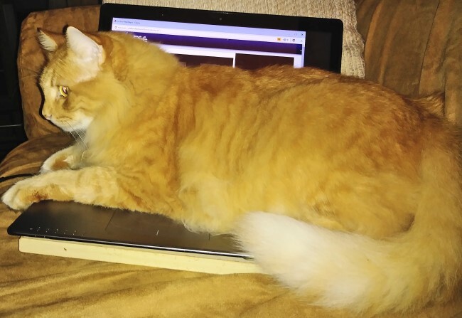 Cat on laptop