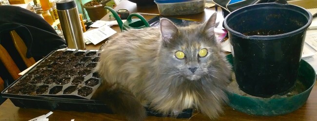 Cat with pot