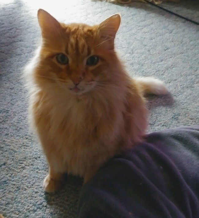 Orange Tabby Cat