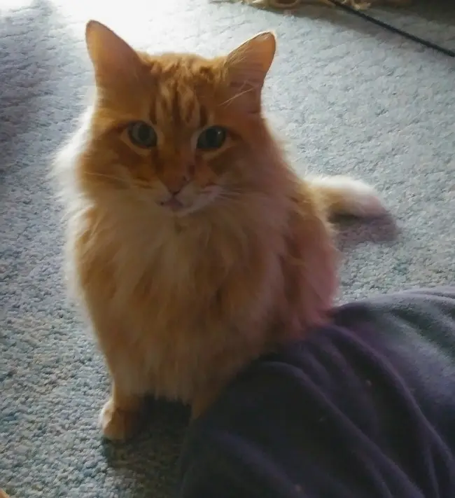 Orange Tabby Cat