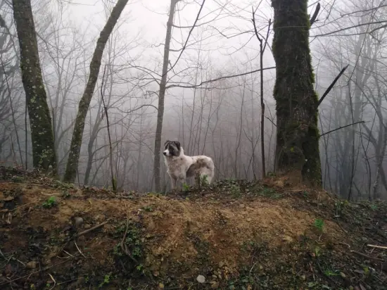 Mountain’s Fog, Pristine Nature and A Group of Cyclists