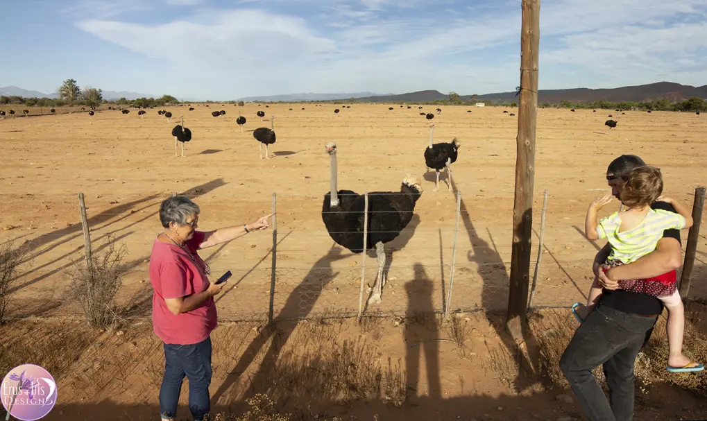Male Ostriches