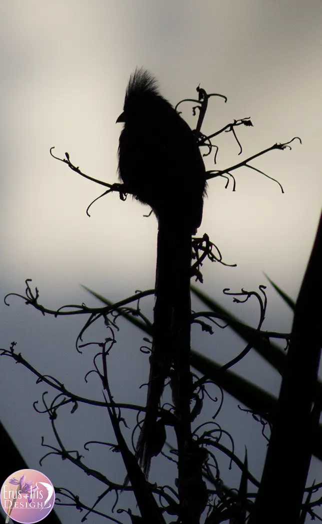 Mousebird silhouette