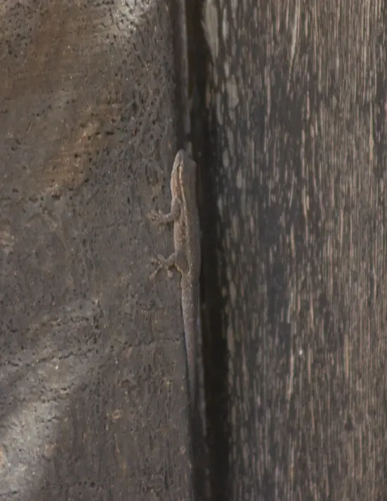 Day gecko