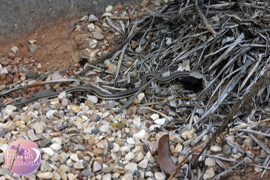 Karoo Whip Snake