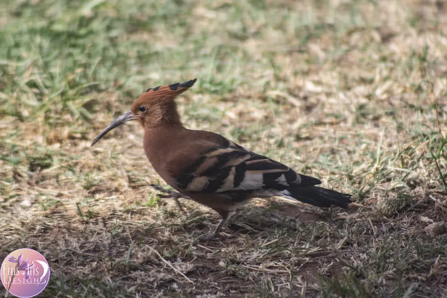 Hoopoe