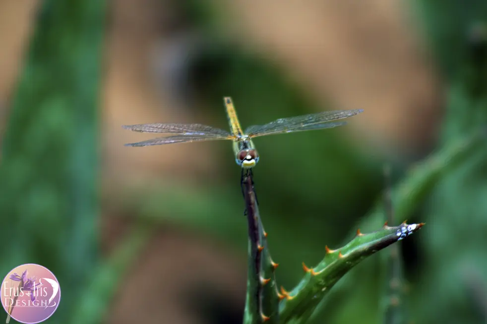 Dragonfly
