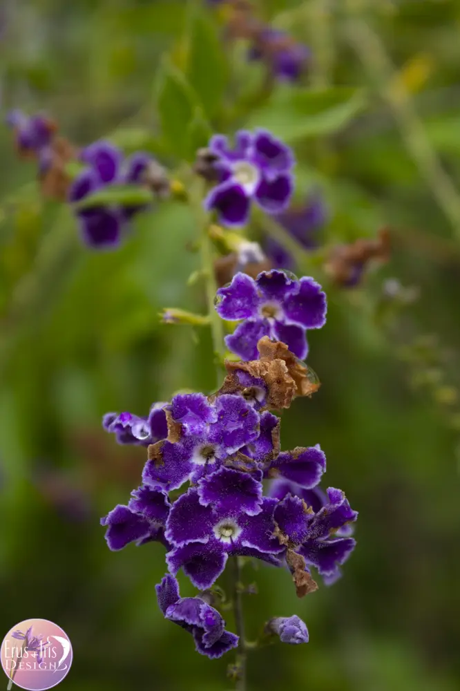 Pretty in purple