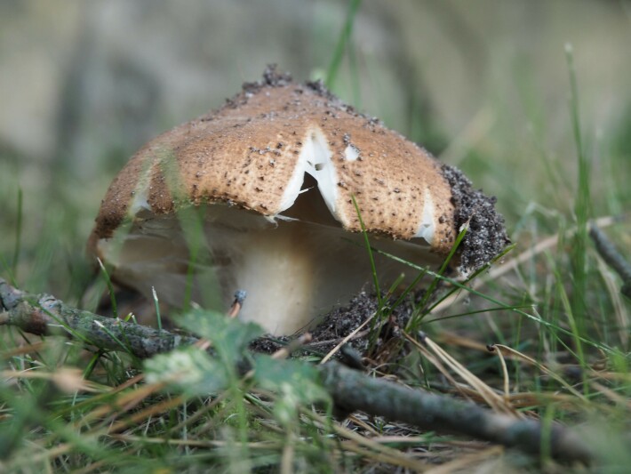 351665157-9bb37d5e6ff0ef2ebe8d788e58bdf34310fa3db06c076f863f5ef7410da96a62.jpeg