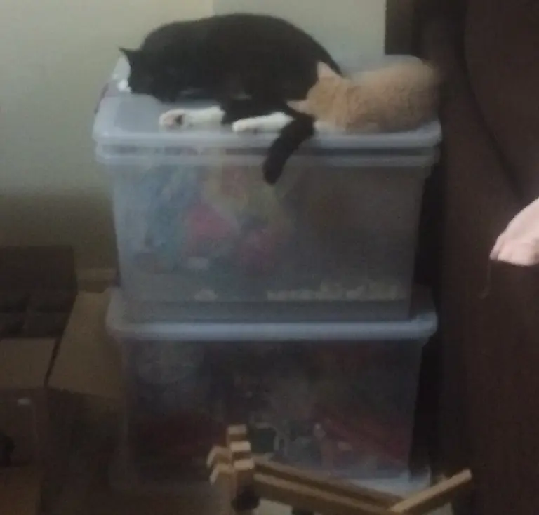 A large black and white cat lays on top of a pair of plastic storage bins while a much smaller fuzzy orange cat snuggles with his tail.