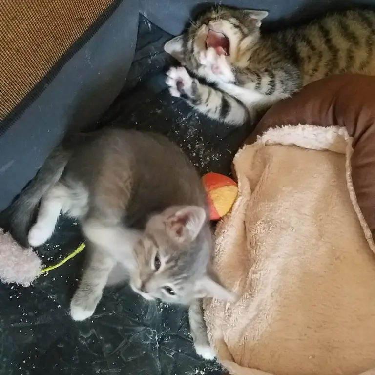Two tiny kittens lie on their backs in a tent. One is scratching his chin while the other yawns and stretches his front paws.