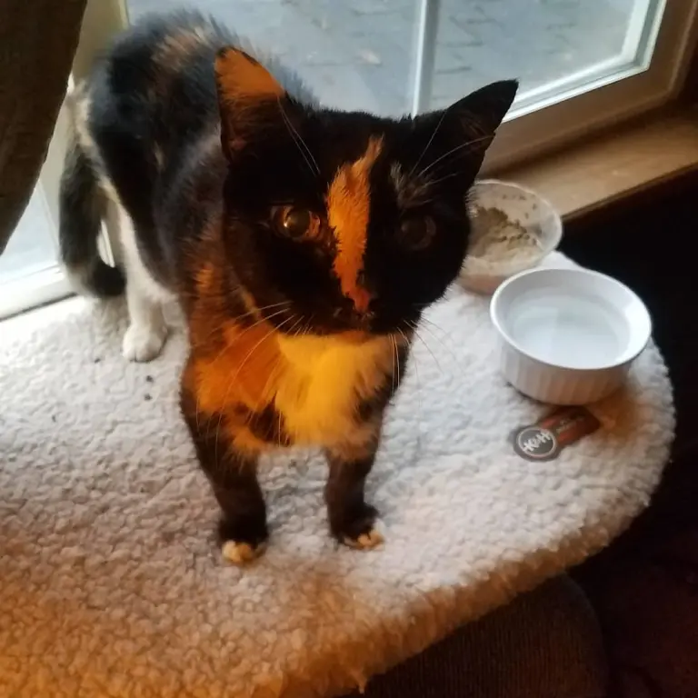 A tortoiseshell cat with striking orange eyes and a large streak of orange fur down the middle of her face looks toward the camera from a padded window ledge.