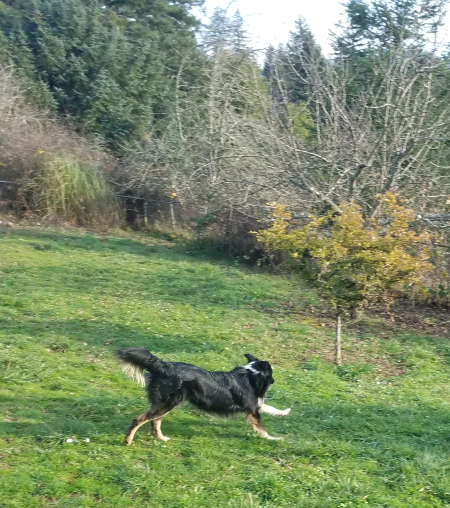 A black, white, and brown border collie runs through a grassy yard.