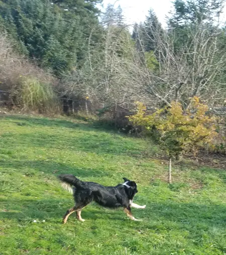 A black, white, and brown border collie runs through a grassy yard.