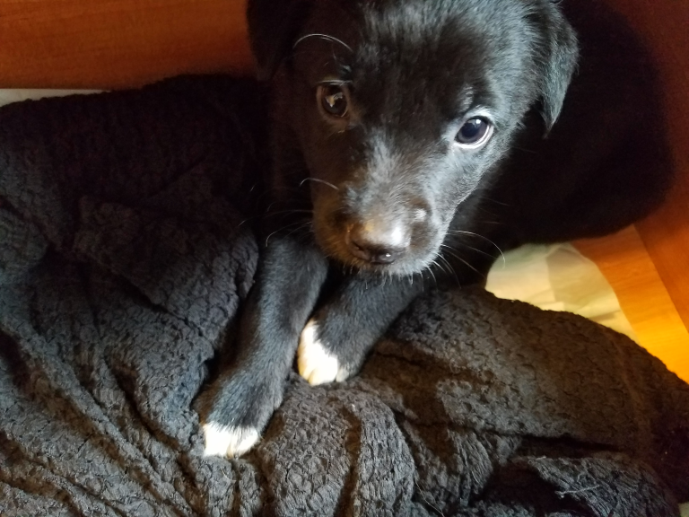 A small black and puppy with white toes sits in a box.