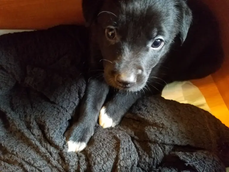 A small black and puppy with white toes sits in a box.