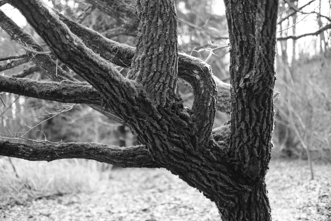 55c42c4c08db61fcbbb676981d2383c304d3f47fd6edad6dc21550c36b65cd32.jpg