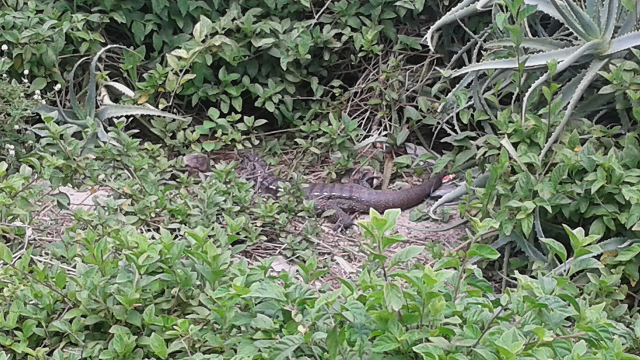 lagarto1